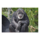 Recherche de chimpanzés posters Primat