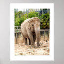Recherche de éléphant asiatique posters Indien