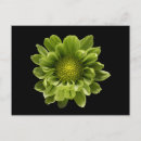 Recherche de fleur chrysanthème cartes postales Bouquet