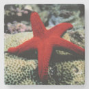 Recherche de étoile mer de dessous de verres Sable