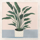 Recherche de plantes dessous de verres Botanique