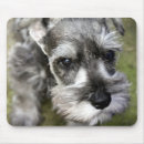 Recherche de schnauzer miniature tapis souris Chiot