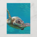 Recherche de tortue de mer verte cartes postales Île
