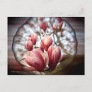 Recherche de magnolia cartes postales Pour elle