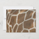 Recherche de girafe autres Safari