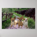 Recherche de de chiwawa posters Chiwawas