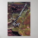 Recherche de la grande barrière de corail posters Nature