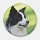 Recherche de berger blanc magnets Pour tous