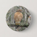 Recherche de fauconnerie badges Faucons