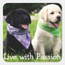 Recherche de labrador retriever noir autocollants Chiot