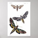 Recherche de mite posters Animal