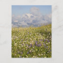 Recherche de mt shuksan Prairie