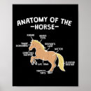 Recherche de anatomie cheval posters Chevaux