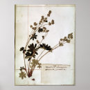 Recherche de herbier posters Fleur