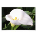 Recherche de calla lilly photographie Lys