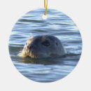 Recherche de phoques ornements Vie marine