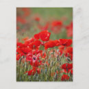 Recherche de terry cartes postales Prairie