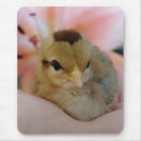 Recherche de poulet mignon tapis souris Adorable