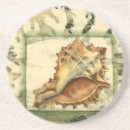 Recherche de coquillage dessous de verres Algues