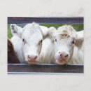 Recherche de appareil photo cartes postales Gros plan