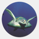 Recherche de espèce marine autocollants Tortue de mer