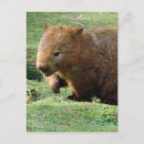 Recherche de wombat cartes postales Marsupiaux
