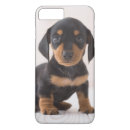 Recherche de chiot de teckel iphone coques Animaux
