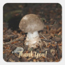 Recherche de mushroom Automne