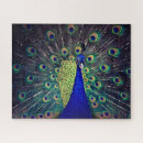 Recherche de paon bleu puzzles Plumes de paon