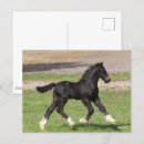 Recherche de gypsy cartes postales Bob langrish
