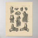 Recherche de pied humain posters Anatomie