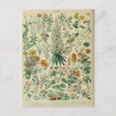 Recherche de livre vintage cartes postales Plante