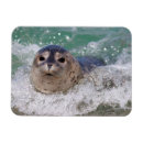 Recherche de bébé phoque magnets Galerie jaynes