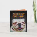 Recherche de chien habillé vœux cartes Caniche