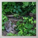 Recherche de écureuil posters Animaux