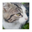 Recherche de image autres Chat
