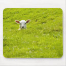 Recherche de moutons tapis souris Bétail