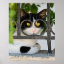 Recherche de chat curieux posters Animal