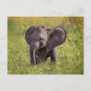 Recherche de éléphants africains posters Afrique du kenya