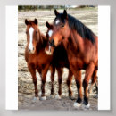 Recherche de wild horse posters Cowgirl