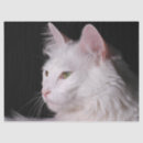 Recherche de angora Animaux domestiques