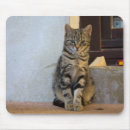 Recherche de joli chat tapis souris Chatte