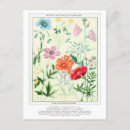 Recherche de fleurs de montagne cartes postales Antique