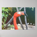 Recherche de exotic posters Birds
