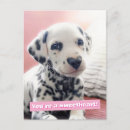 Recherche de nez de coeur Dalmatien