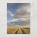 Recherche de wheat field posters Sky