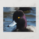 Recherche de canards sauvages cartes postales Sauvagine