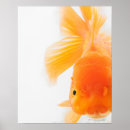 Recherche de regard de lion posters Regarder la caméra