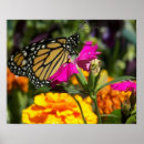 Recherche de papillon monarque posters Nature
