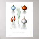 Recherche de oignon posters Légumes